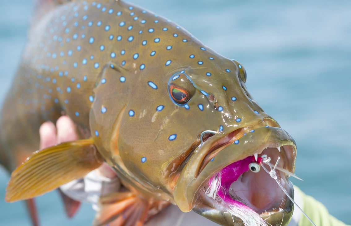 Cortland Streamer Dredge 30 Fly Line