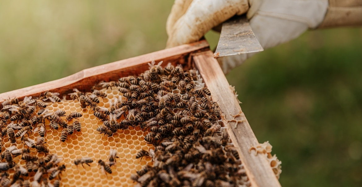 anchored_outdoors_beekeeping_homesteading