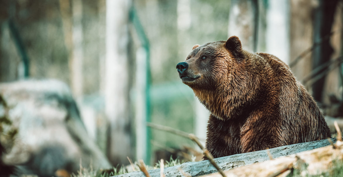bear_course