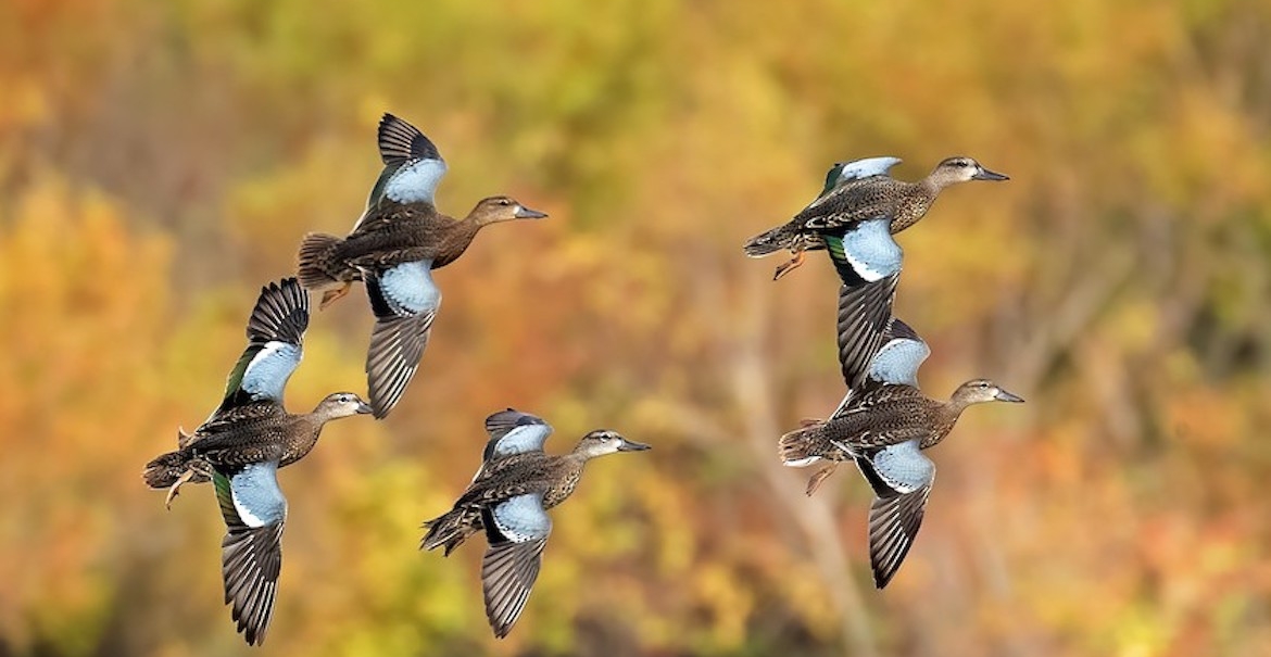 How to Start Duck and Geese Hunting Affordable