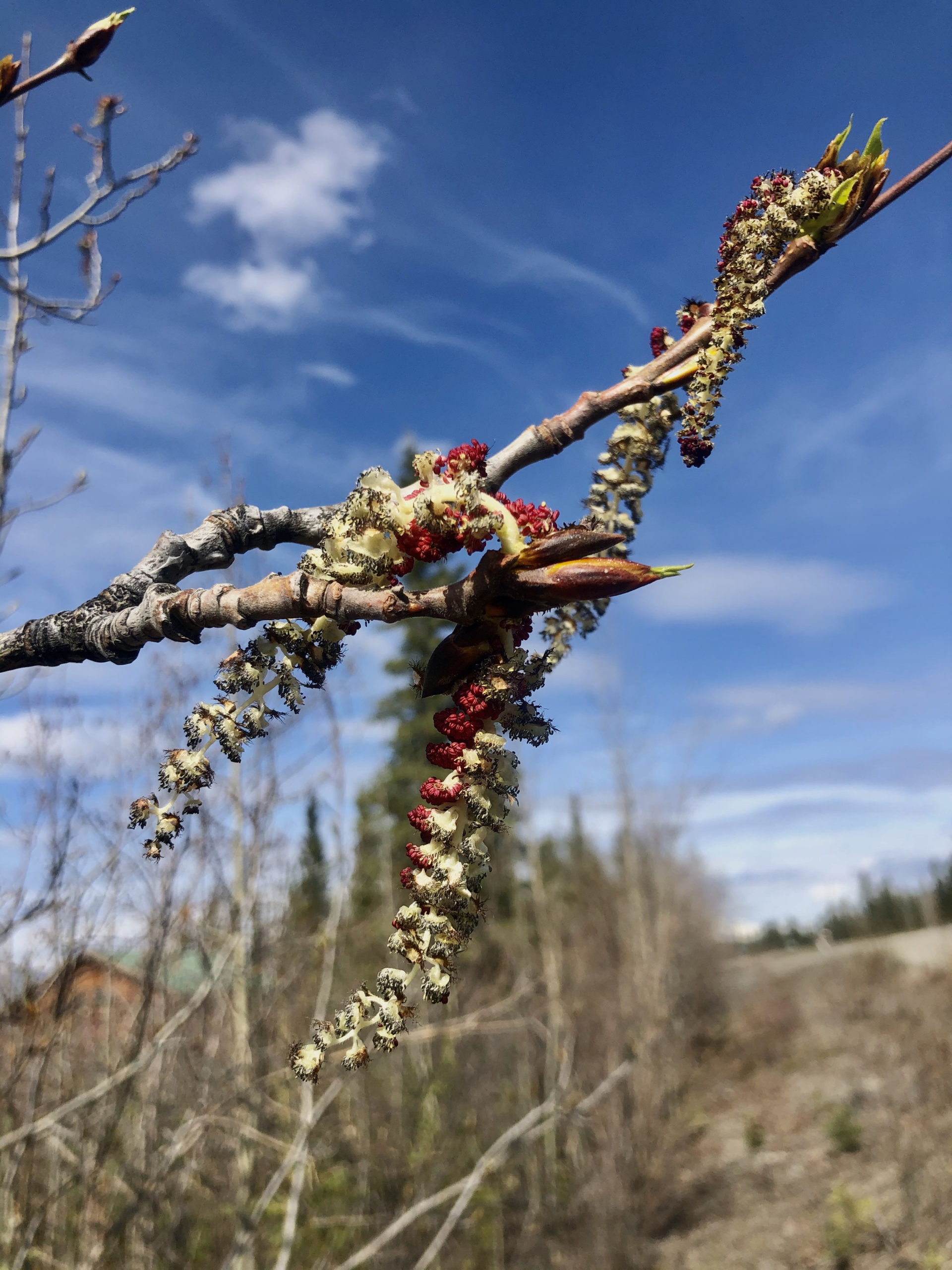 catkin_photo