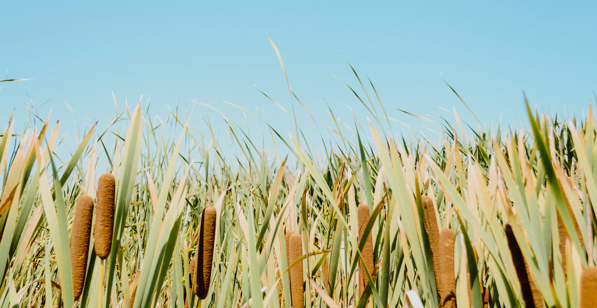 Foraging for Cattails