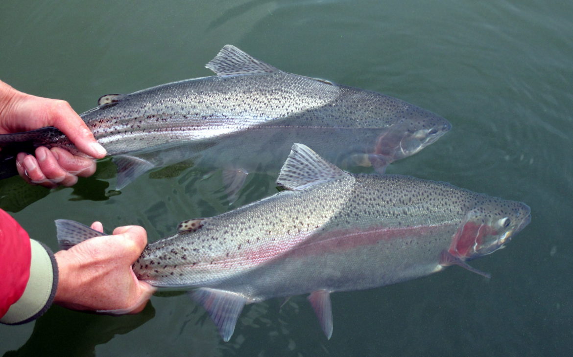 Tom S. Rainbow Trout Stillwater Lake Fishing - Duranglers Fly