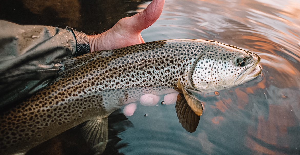 learn_to_fish_dry_flies