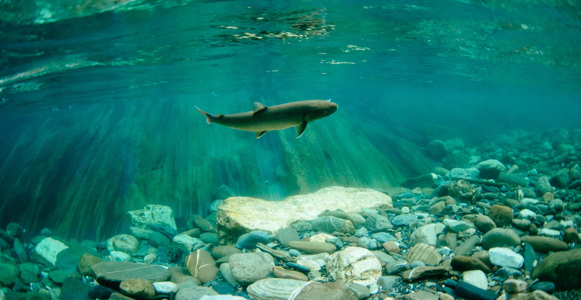 fly_fishing_sink_tips