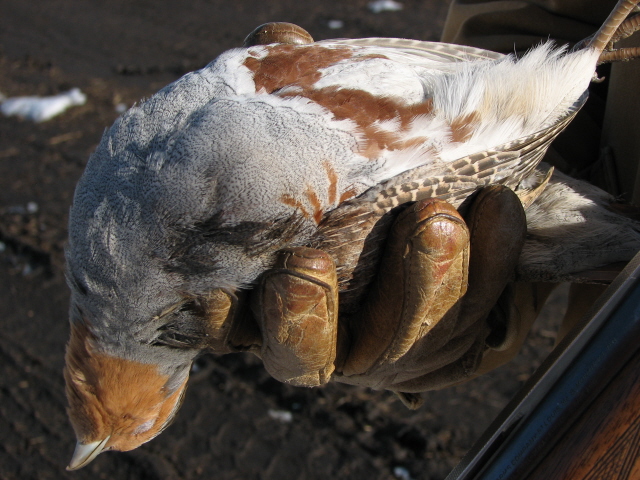 Gamebird hun hunting - Hungarian (gray) partridge