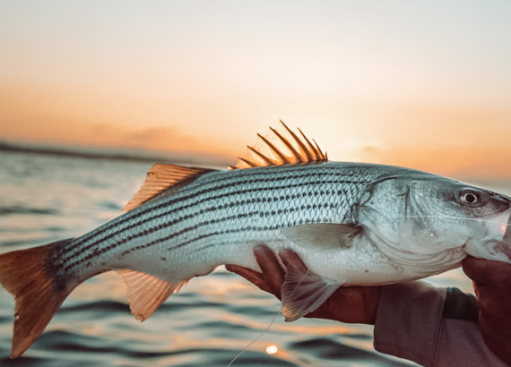 Striper fishing guide association