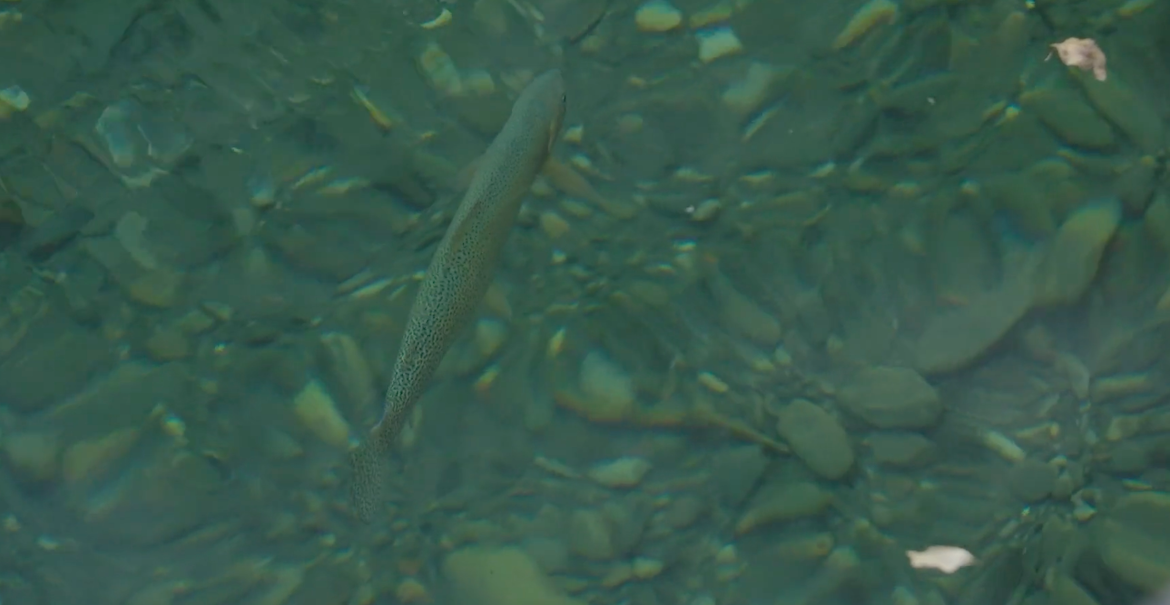 Large fish in the depths