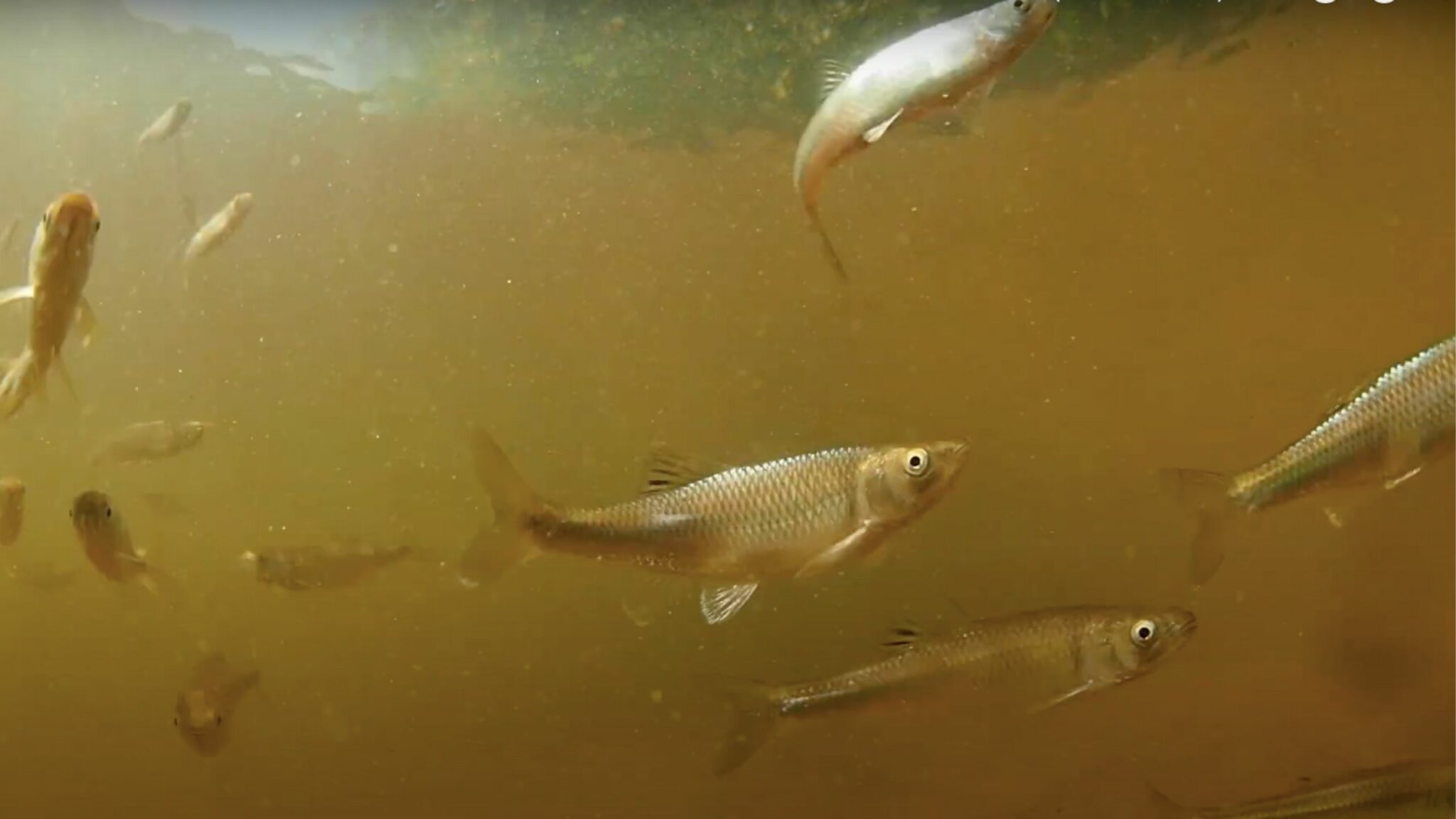 your-ultimate-guide-to-matching-fly-fishing-streamers-to-baitfish
